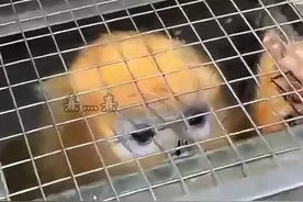 金丝猴抵达比利时天堂动物园沉浸式现场 #比利时天堂动物园 #刘洋视频封面