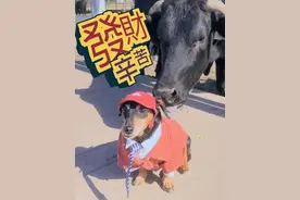 一只在牧场上班的腊肠 #腊肠犬#碎嘴子#狗狗日常视频封面