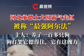 河北承德土犬因霸气走红被称“最强阿尔法”，主人：养了一百多只狗，狗打架它摁得住，它有这魄力#媒体精选计划 #河北 #阿尔法 #打架 #狗王视频封面