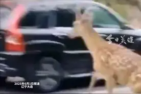 5月31日，大连滨海路一梅花鹿冲出马路遭遇车辆撞击。目击者表示，梅花鹿系突然窜入马路被一辆白色轿车撞伤，随后跑回山上。6月1日，记者从大连野境自然保护中心获悉，初步判断系野生梅花鹿，身体无大碍，事发地附近属于梅花鹿集聚地，车损可以向野生动物主管部门申请。 记者从当地获悉，事发地附近设有提示警示牌，车辆注意减速。（新京报我们视频）视频封面