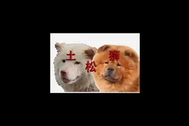 松狮和土松是什么关系，为什么一胖一瘦？#松狮 #土松
