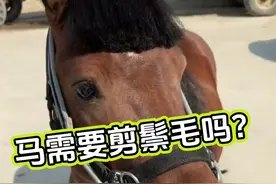 马需要剪鬃毛吗？ #鬃毛 #马鬃毛 #马匹养护