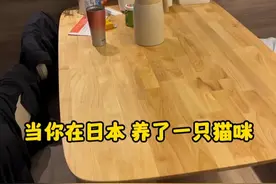 当你在日本养了 一只猫咪 #猫咪  #日本  #日本生活  #搞笑  #萌宠视频封面