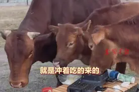 露营烧烤遇吃货牛群蹭饭， 网友：牛肉没上桌但牛上桌了 #这牛厉害了 #牛气冲天#吃货 #露营 #烧烤视频封面
