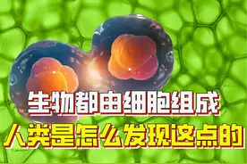 生命无论大小，基本组成单位都是细胞，人类是怎么发现这一点的？