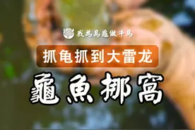 一大条蟒纹雷龙变蛇精，五个月乌龟颜值翻了天。 #农村生活 #养龟日常 #宠物龟 #乌龟 #我的乡村生活视频封面