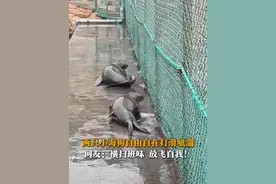 12月12日（采访），山东威海，两只小海狗自由自在打滑呲溜，简直不要太快乐！#动物的迷惑行为 #海狗视频封面