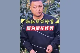枇杷带花修剪务必在开花前完成 枇杷带花修剪，既枇杷花现蕾后，对枇杷树进行修剪，将病虫害枝、瘦弱枝、密集枝组、无花无效枝等进行修剪，选留下健壮饱满的挂果花穗枝，使其树体将养分集中供应给选留下的优质健壮饱满的挂果花穗枝，为生产优质枇杷果品打下基础。#枇杷种植技巧 #枇杷树修剪方法 #沃丰农业服务 #沃丰枇杷调控技术解决方案 #枇杷疏花视频封面