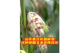#山东首次在盐碱地试种甜糯玉米获得成功 近日视频封面