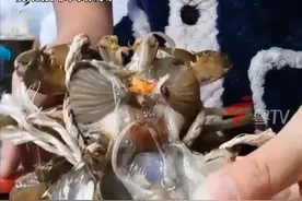 创伤弧菌又名“食人肉菌”，广泛存在于近海淤泥、海产品中，牡蛎、毛蚶、带鱼等带菌率尤其高。它有个恐怖的特点：通过皮肤小伤口或生食海鲜侵入人体后，48小时内死亡率超50%，超过72小时未治疗，死亡率接近100%。（温州日报）