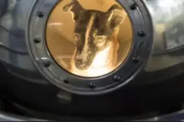 太空英雄狗狗莱卡的感人故事，第一个进入太空的地球生物，为人类航天事业奠定了坚实基础！#探索宇宙 #太空狗莱卡 #航空航天 #璀璨科学星 视频封面