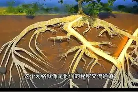 树木的共生之道：根系相连，共御威胁 #自然界 #树木 #涨知识视频封面