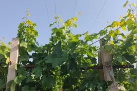 【农技科普】葡萄单篱架五-六月田间管理注意事项。#刘凤弼视频封面