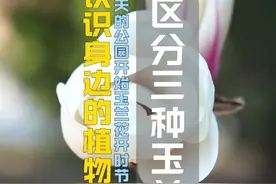 玉兰花开，区分白玉兰紫玉兰和二乔玉兰 #玉兰花 #白玉兰 #紫玉兰 #二乔玉兰 #植物科普视频封面