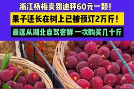 浙江杨梅卖到迪拜60元一颗！果子还长在树上已被预订2万斤！外地游客最远从湖北自驾过来 一次购买几十斤