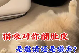 猫咪对你翻肚皮是什么意思？很多铲屎官都误会猫咪了！ #萌宠出道计划 #谁能拒绝傻憨憨的小猫咪 #猫咪的迷惑行为 #假如猫咪会说话 #铲屎官的乐趣