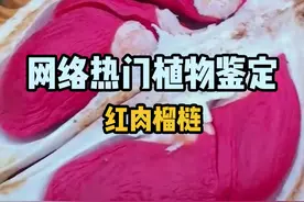 我头像里的榴梿是啥？堪称水果界的“百变小樱”，是时候揭秘了！ 红肉榴梿果肉颜色多变，黄色、橙色、红色、彩虹色等等都有，有的味道像花生酱，有的像花生奶油......视频封面