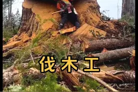 国外伐木工每个月工资高达几万美刀，但是一般人干不了 #国外伐木工视频 #伐木 #高空伐木