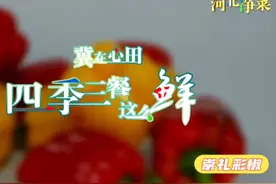 河北净菜四季鲜：崇礼彩椒 维C之王视频封面