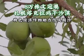 8万株文冠果扎根塔克拉玛干沙漠，特色经济作物助力防风固沙。#文冠果  #防风固沙  #塔克拉玛干沙漠视频封面