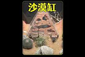 打造沙漠生态缸，给各种动物昆虫一个沙漠新家，倒霉的是...视频封面