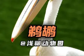 鹈鹕 你不艾特你朋友来给它醍醐灌顶一下吗？#动物解说 #鹈鹕视频封面