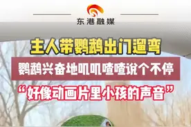 主人带鹦鹉出门遛弯鹦鹉叽叽喳喳说个不停  #鹦鹉 #动物成精 #鹦鹉日常 （来源：@益橙鹦鹉 ）