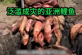 为什么亚洲鲤鱼在美国泛滥成灾？他们为什么不吃掉，反而掩埋处理 #亚洲鲤鱼 #科普 #涨知识视频封面