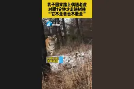 11月28日，吉林延边：男子回家路上偶遇老虎，对视1分钟才走进树林“它不走我也不敢走”#老虎 #惊魂一刻 视频封面