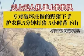天上无人机，地上狗狗队，专打扰农猪！#护农队5分钟打猪5小时背下山  ，护农队队长：下山后会交给林业部门，统一无公害处理。视频封面