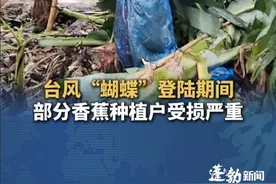 台风“蝴蝶”折返登陆海南岛期间，东方部分香蕉种植户受损严重，种植户：正好是上市高峰期，仅自家120亩香蕉树就倒了70亩 （来源@青桔柠檬多加冰🧊 ） #台风蝴蝶  #海南  #东方  #香蕉种植