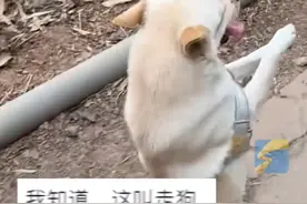 2月24日（报道），云南，狗狗喜欢直立行走，每次外出散步都能走好一会儿 主人：它自己还觉得挺骄傲的#狗子 #萌宠视频封面