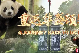 重返华盛顿！旅美大熊猫“宝力”“青宝”与美国公众见面视频封面