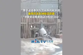 9月3日，北京。男子送去参加九三阅兵的和平鸽，最早的五分钟就已到家。男子：很荣幸能够参加这次纪念活动。（第1眼TV-华龙网原创采访报道）