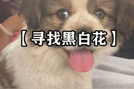 带捡到的小狗寻找被丢弃的兄弟，相信终有一天我们会再次相见 新的名字新的开始，期待和狗妈妈重逢的那一天~
#捡狗日记  #捡狗后续  #捡到狗了  #流浪狗救助  #狗狗是生活的解药视频封面