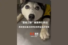 “雪橇三傻”被禁养引热议，#西安回应重点禁养区禁养金毛萨摩耶  ：这个规定是从2012年开始施行的#禁养犬 #多地解禁中华田园犬