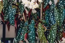 #鳟鱼秋海棠 我以为他是观叶植物，结果花期还挺长视频封面