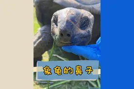 #象龟 可以骑吗？#神奇动物在抖音 #乌龟 #涨知识
