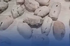 【头皮发麻！海关查获98个外来螳螂卵鞘 【头皮发麻！#海关查获98个外来螳螂卵鞘 】近日，深圳邮局海关查获外来物种魔花螳螂卵鞘98个。深圳邮局海关关员在对转运货物开展监管时，发现一票申报为“T恤服装”的包裹机检图像异常。海关关员经开拆查验，发现包裹内有2个蓝色塑料袋，一袋内装有昆虫卵鞘40个，另一袋内装有58个，共重221.5克。后经专业机构鉴定，上述虫卵为魔花螳螂属，属于外来物种。（海关发布）