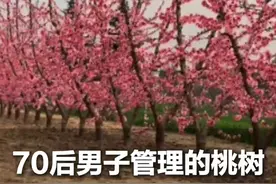 3月28日，河南三门峡。70后男子管理桃园，枝丫整齐划一 如同复制粘贴#踏春赏花 #又是一年桃花开 （来源：@张文明（兵阵桃园） ）视频封面