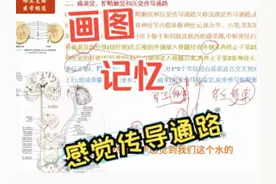 画图记忆感觉传导通路 #热点 #大脑 #记忆 #学习视频封面