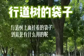 你知道夏天在树上挂着的袋子是干什么的吗？#储水袋 #行道树养护 #防旱滴灌袋视频封面