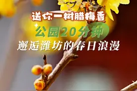 送你一树腊梅香！#公园20分钟效应  在潍坊植物园邂逅潍坊的春日浪漫   #诗和远方自在潍坊  #周深#又到了踏青赏花的季节  #为中国小城上分    （摄制  邢于成）视频封面
