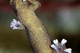 壁虎如何粘在墙上？ #科普一下 #神奇动物在抖音 #壁虎 #内容启发搜索 #动物科普视频封面