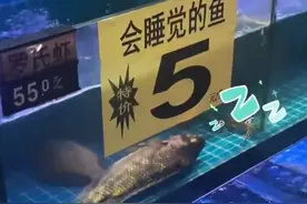 #仰泳鲈鱼 #会睡觉的鱼 #豹纹芒果 还有什么是他们想不出来的视频封面