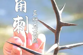 刺如“钉子”，十分坚硬， 它叫皂角树，“钉子”是皂角刺，结的果子叫皂荚#皂角刺 #皂荚 #皂角树 #识百草 #植物科普视频封面