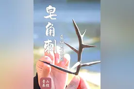 刺如“钉子”，十分坚硬， 它叫皂角树，“钉子”是皂角刺，结的果子叫皂荚#皂角刺 #皂荚 #皂角树 #识百草 #植物科普视频封面