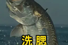 洗腮，鱼的一种本能逃生反应！ #洗腮 #科普 #涨知识视频封面