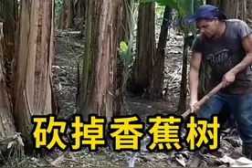 砍掉香蕉树，可以促进新芽的生长！ #砍掉香蕉树 #科普 #涨知识视频封面
