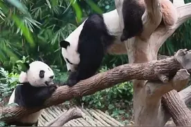 海外大熊猫系列 |第8集 万众宠爱的叻叻 
（来源：iPanda熊猫频道视频封面